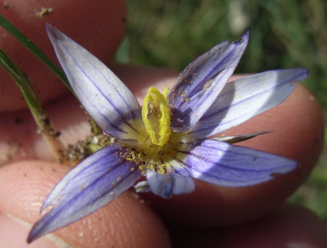 Romulea rollii